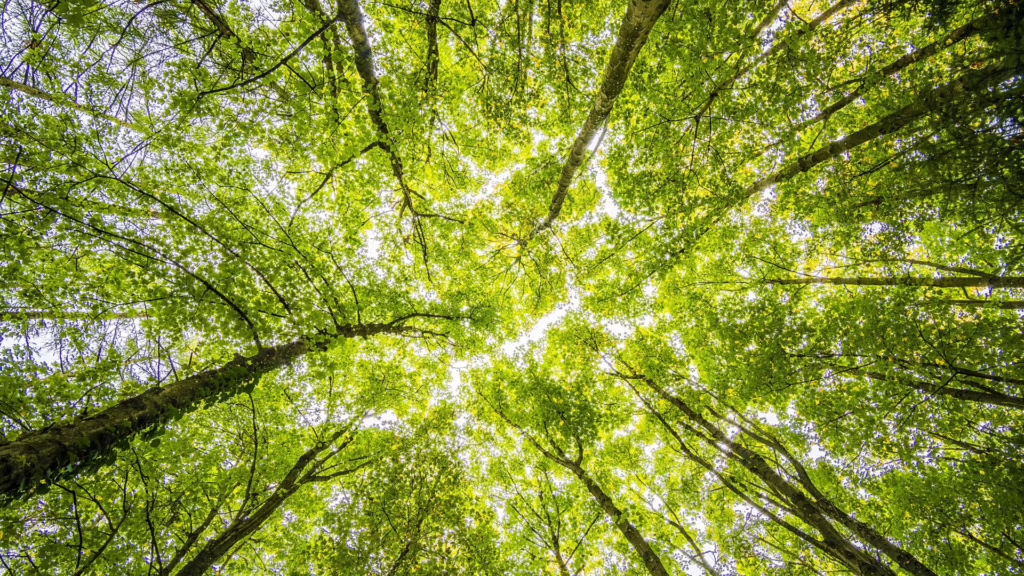 AGIR GRAPHIC, imprimeur offset, veut préserver la nature avec des pratiques éco responsables